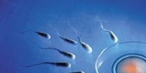 2026年拉拉去郴州市第一人民医院做精子试管的成功率高吗？详细步骤介绍